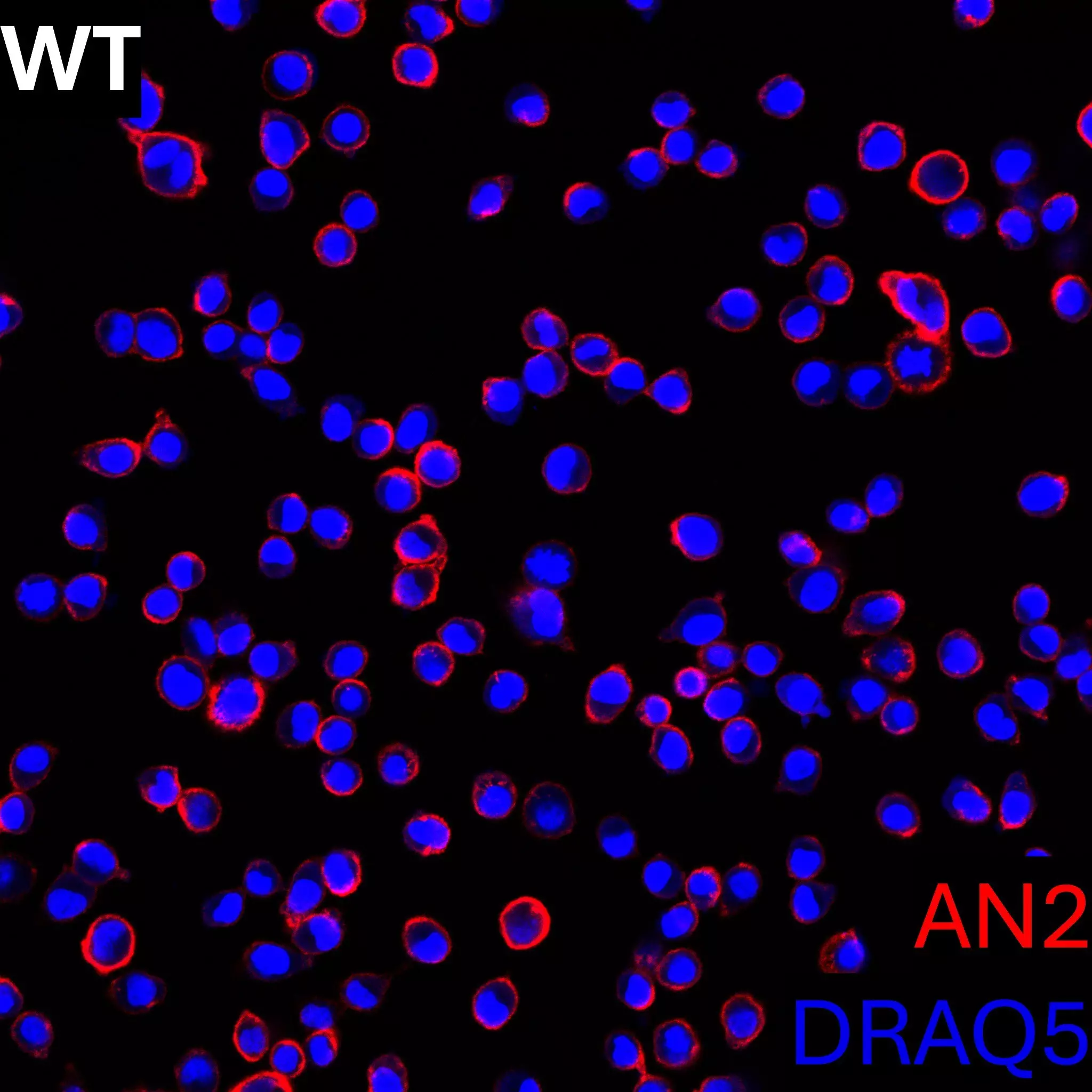 AN2 Antibody, anti-human/mouse, REAfinity™ | Miltenyi Biotec | India