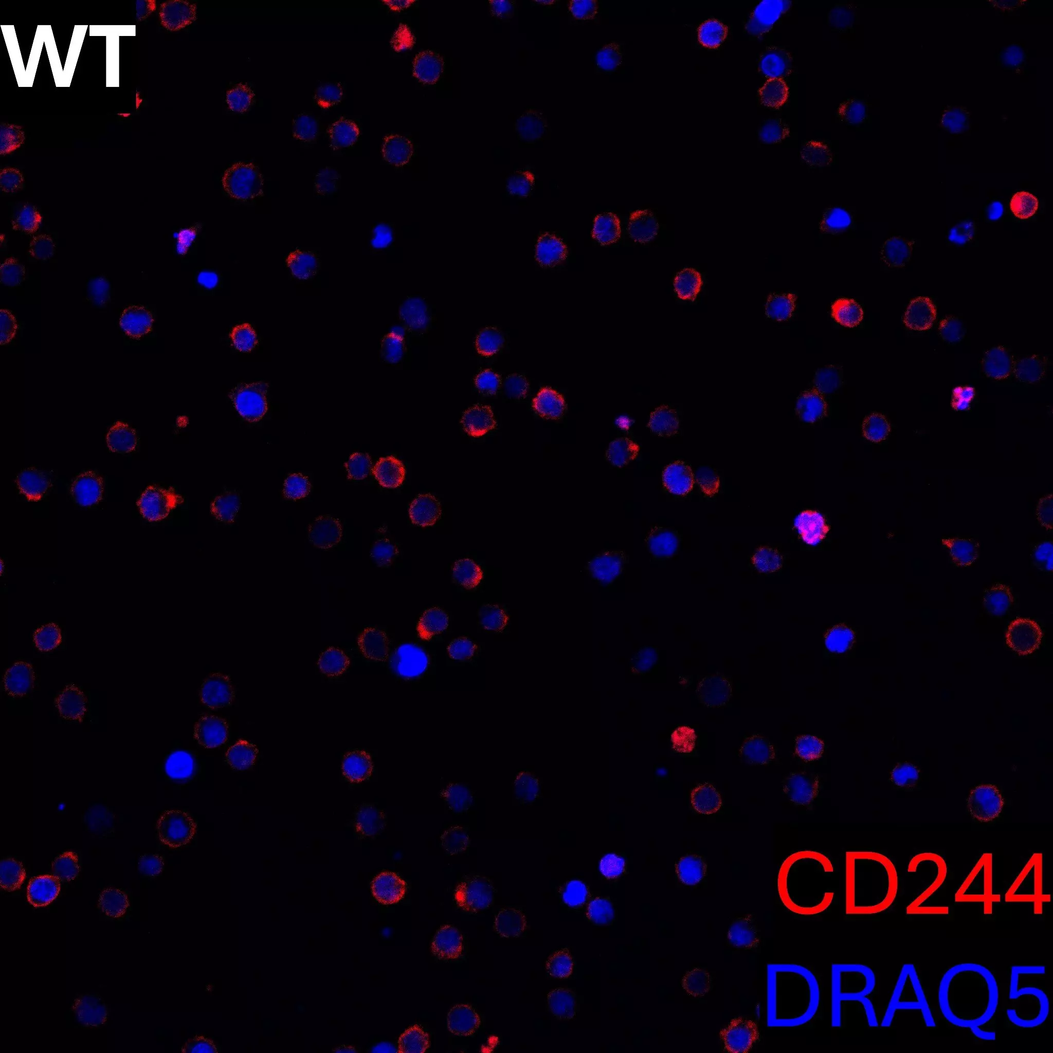 CD244 (2B4) Antibody, anti-human, REAfinity™ | Miltenyi Biotec | USA