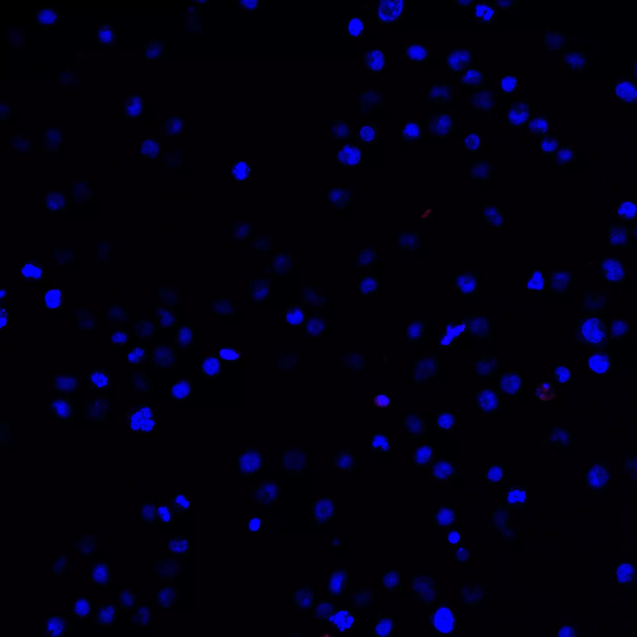 CD155 Antibody, antihuman, REAfinity™ Miltenyi Biotec Australia