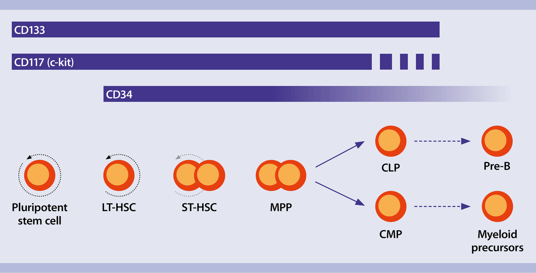 Human hematopoietic stem cells | Human HSC markers | Miltenyi ...