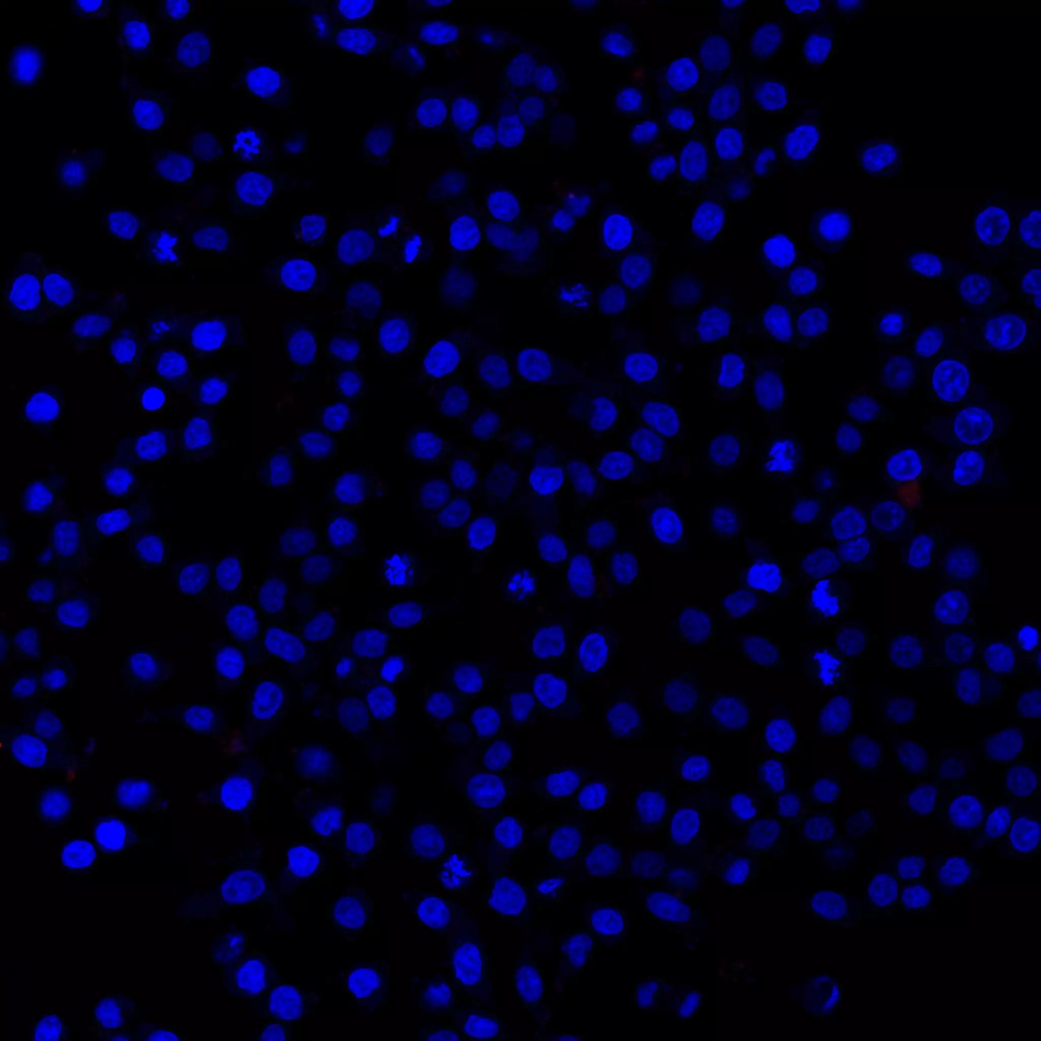 CD49b Antibody, anti-human, REAlease® | Miltenyi Biotec | India