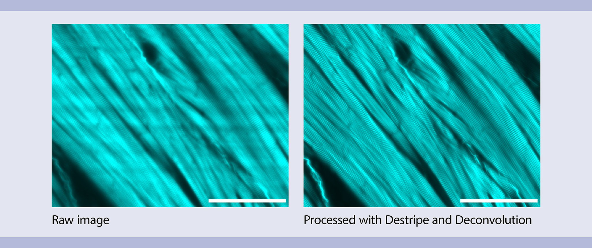 Light sheet microscopy | Miltenyi Biotec | USA Light sheet microscopy | Miltenyi Biotec | USA
