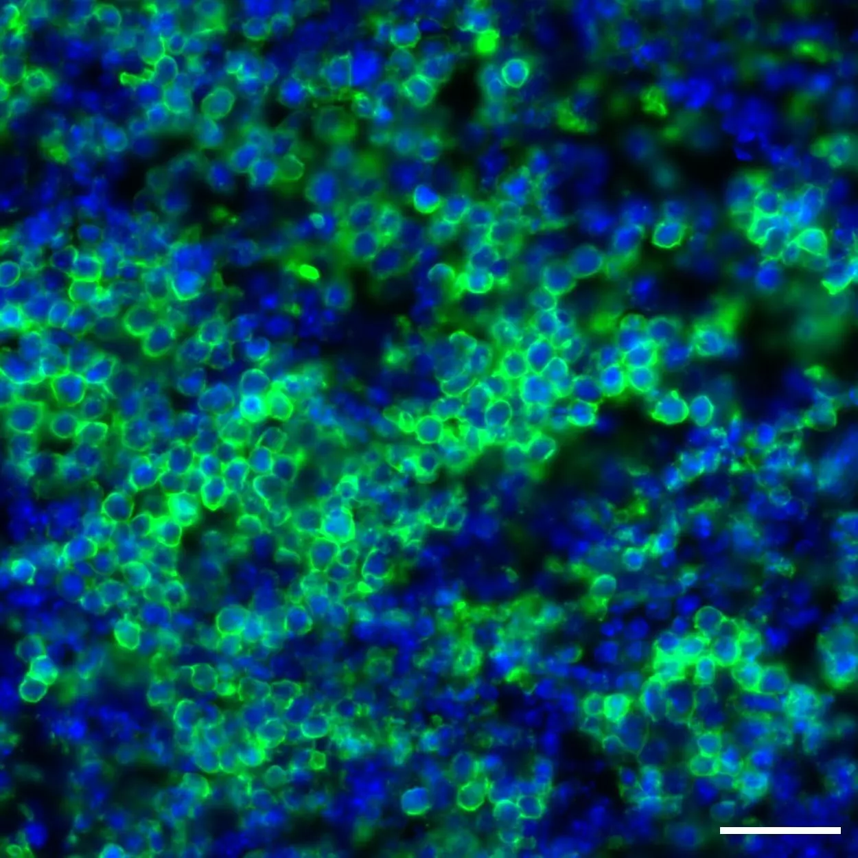 CD71 Antibody, anti-mouse, REAfinity™ | Miltenyi Biotec | USA