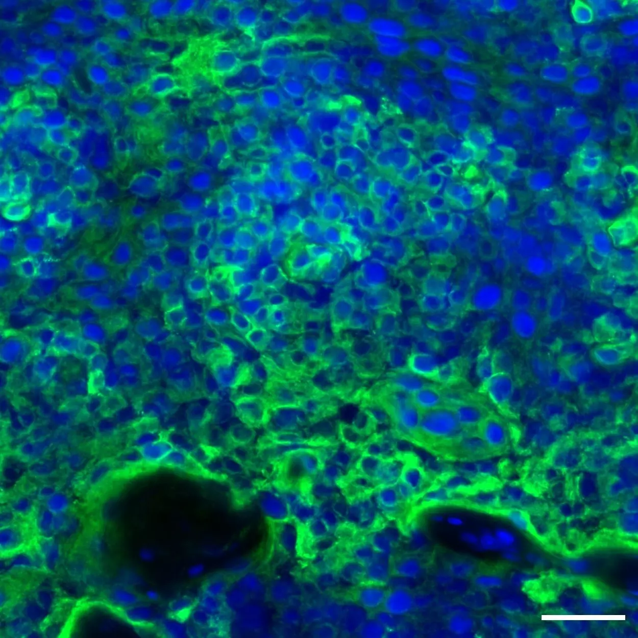 CD31 Antibody, anti-human, REAfinity™ | Miltenyi Biotec | USA