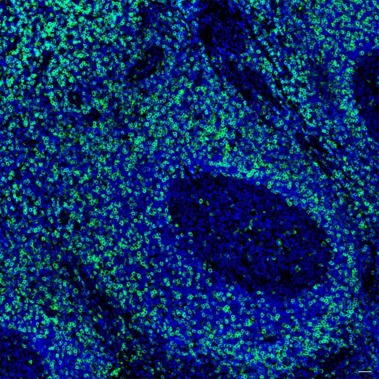 CD45RB Antibody, anti-human, REAfinity™ | Miltenyi Biotec | USA