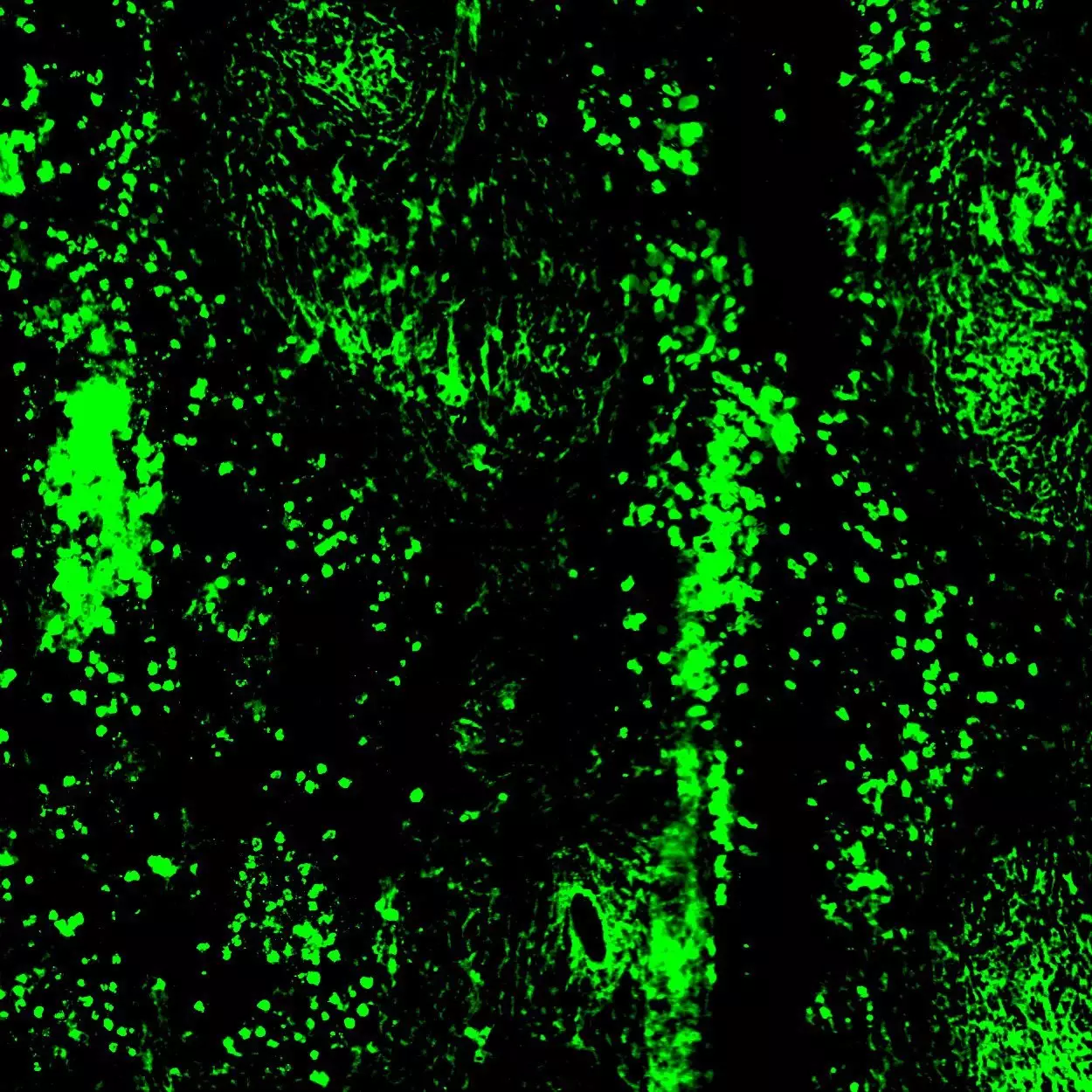 CD63 Antibody, anti-mouse, REAfinity™ | Miltenyi Biotec | USA