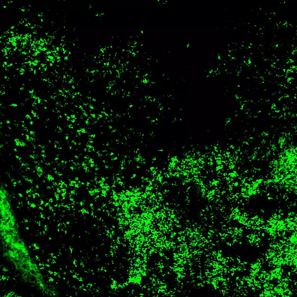 CD28 Antibody, anti-human | Miltenyi Biotec | USA