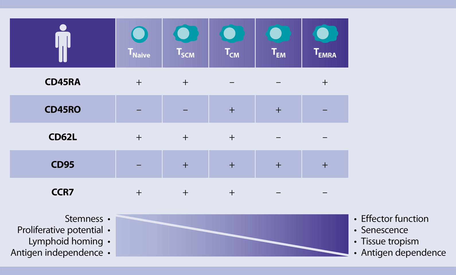 CD8+ T cells (human) | Miltenyi Biotec | Deutschland