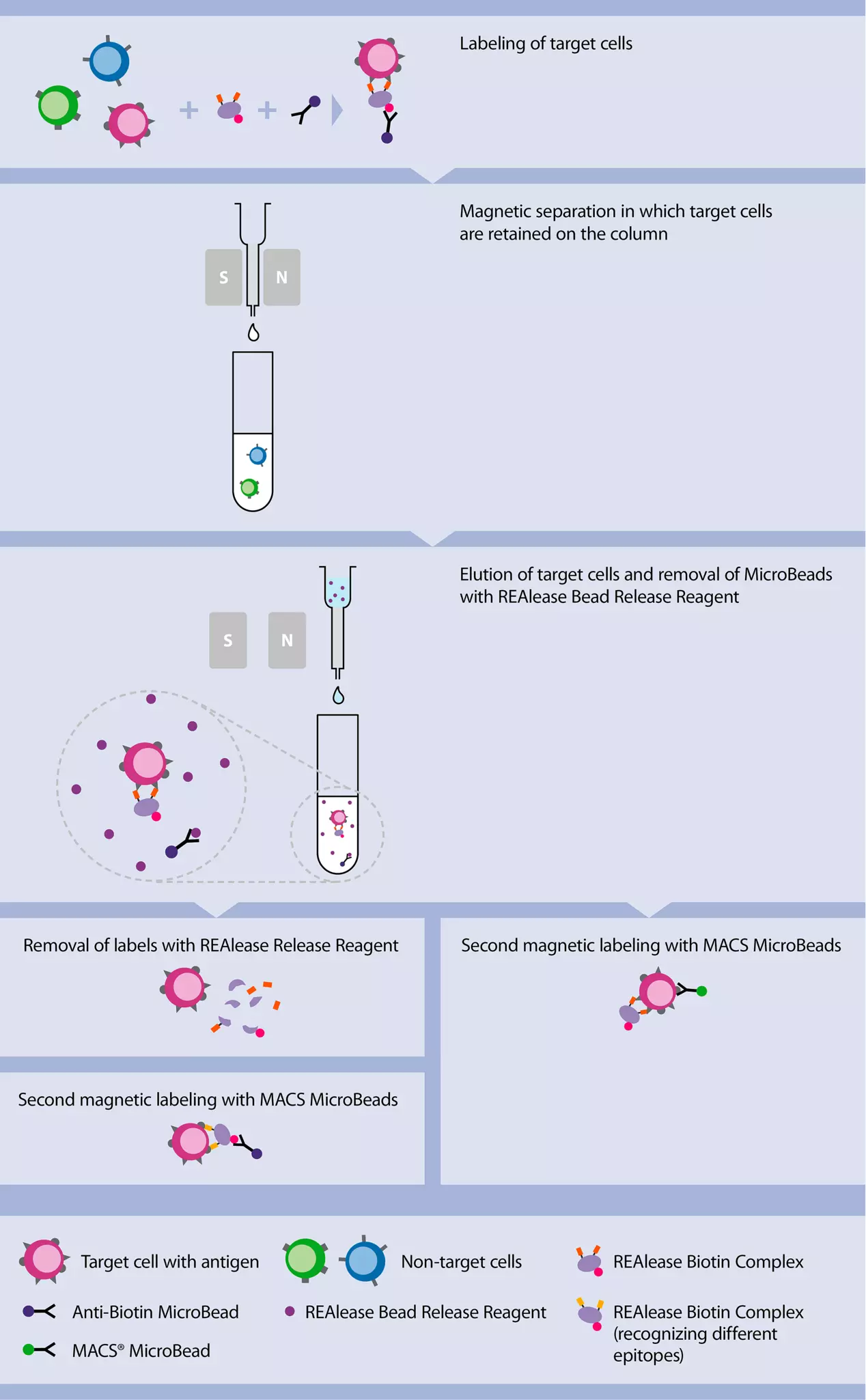 How to release cells from magnetic beads | Miltenyi Biotec | 대한민국