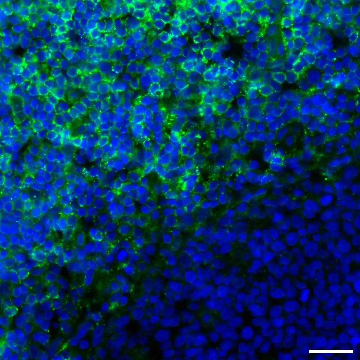 CD8 Antibody, anti-human | Miltenyi Biotec | USA