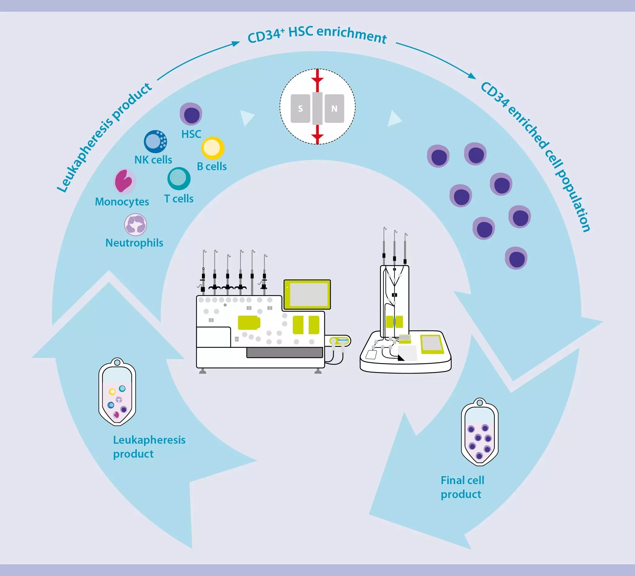 Hematopoietic stem cell enrichment in graft engineering | Miltenyi