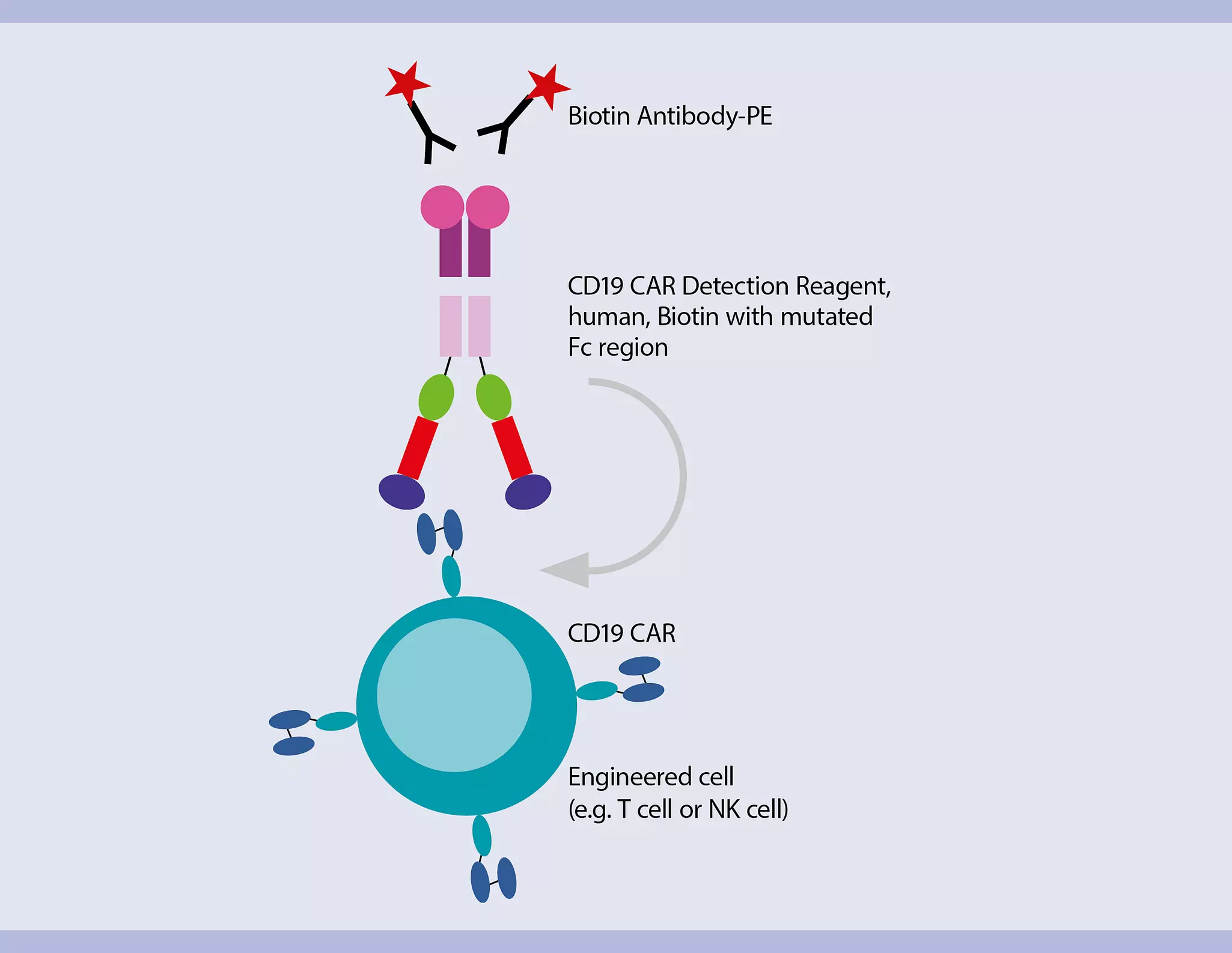 CAR NK cells | Streamlined workflow for generation and analysis