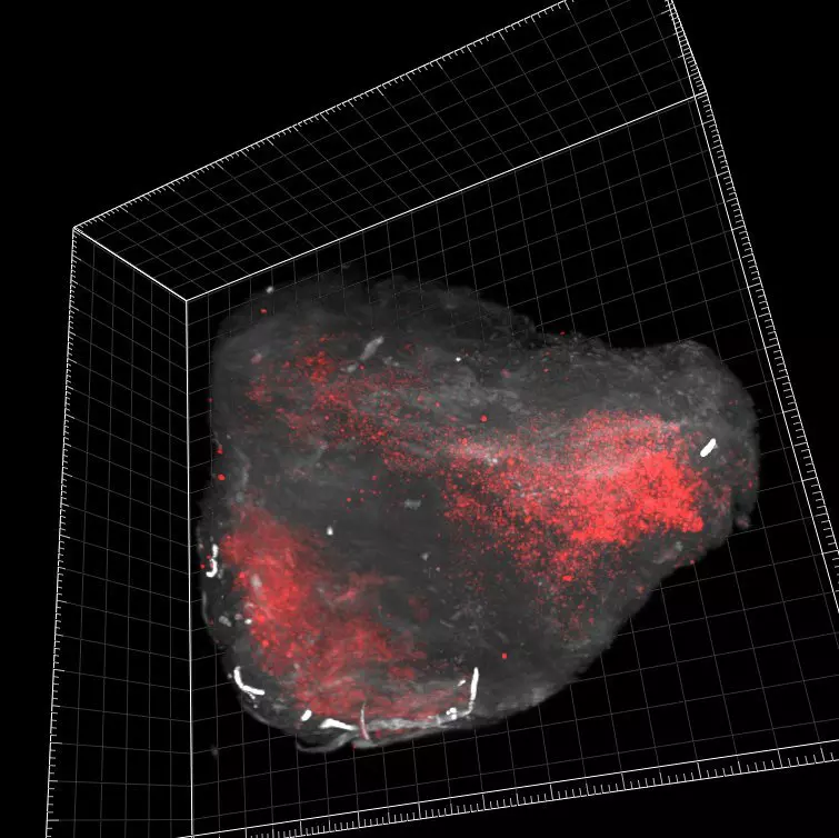 CD4 Antibody, anti-human, REAfinity™ | Miltenyi Biotec | Deutschland