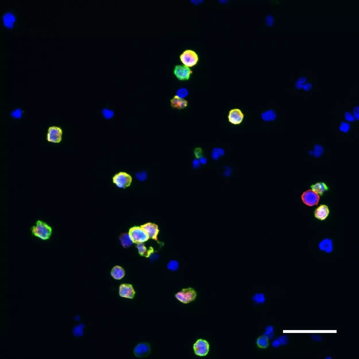 CD56 Antibody, anti-human, REAfinity™ | Miltenyi Biotec | USA