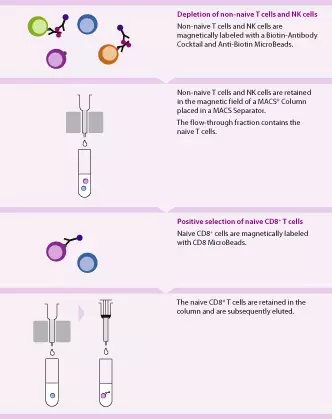 Naive CD8+ T Cell Isolation Kit, Human | Miltenyi Biotec | USA