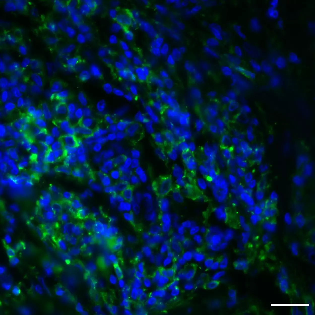 CD274 (PD-L1) Antibody, anti-human, REAfinity™ | Miltenyi Biotec | USA