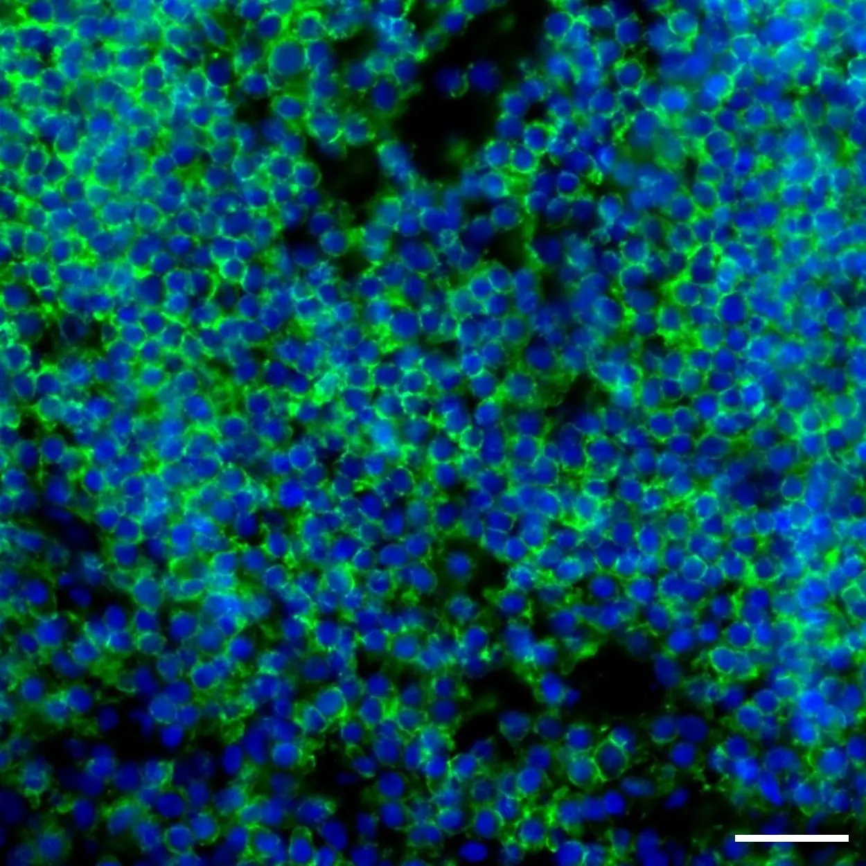 CD45 Antibody, anti-human, REAlease® | Miltenyi Biotec | USA