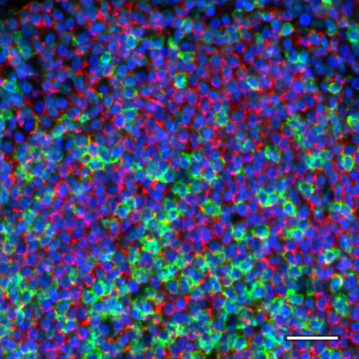 CD45RO Antibody, anti-human, REAfinity™ | Miltenyi Biotec | 中国