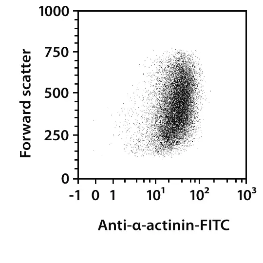 Neonatal Cardiomyocyte Isolation Kit, mouse Miltenyi Biotec USA