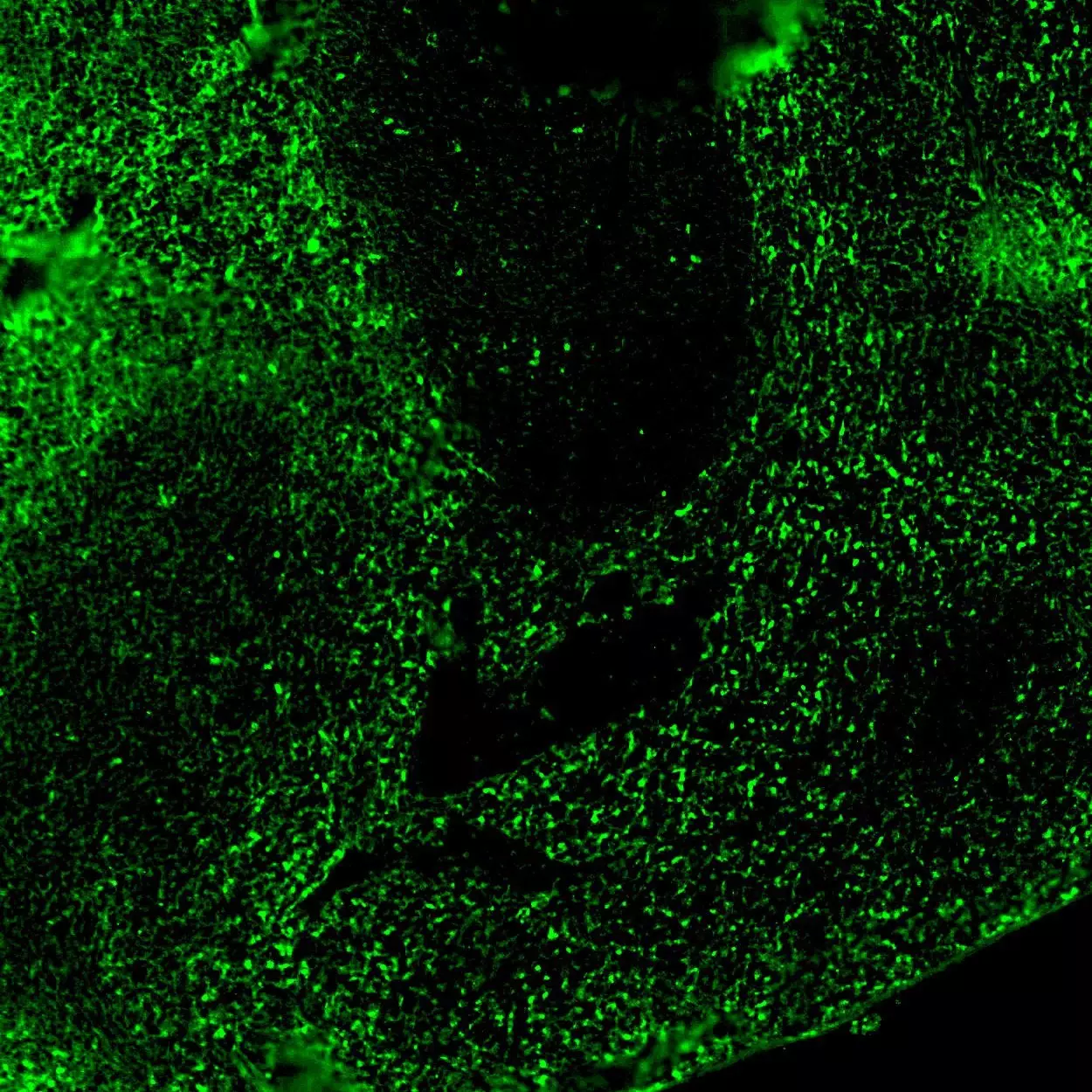 CD196 (CCR6) Antibody, anti-mouse, REAfinity™ | Miltenyi Biotec | 日本