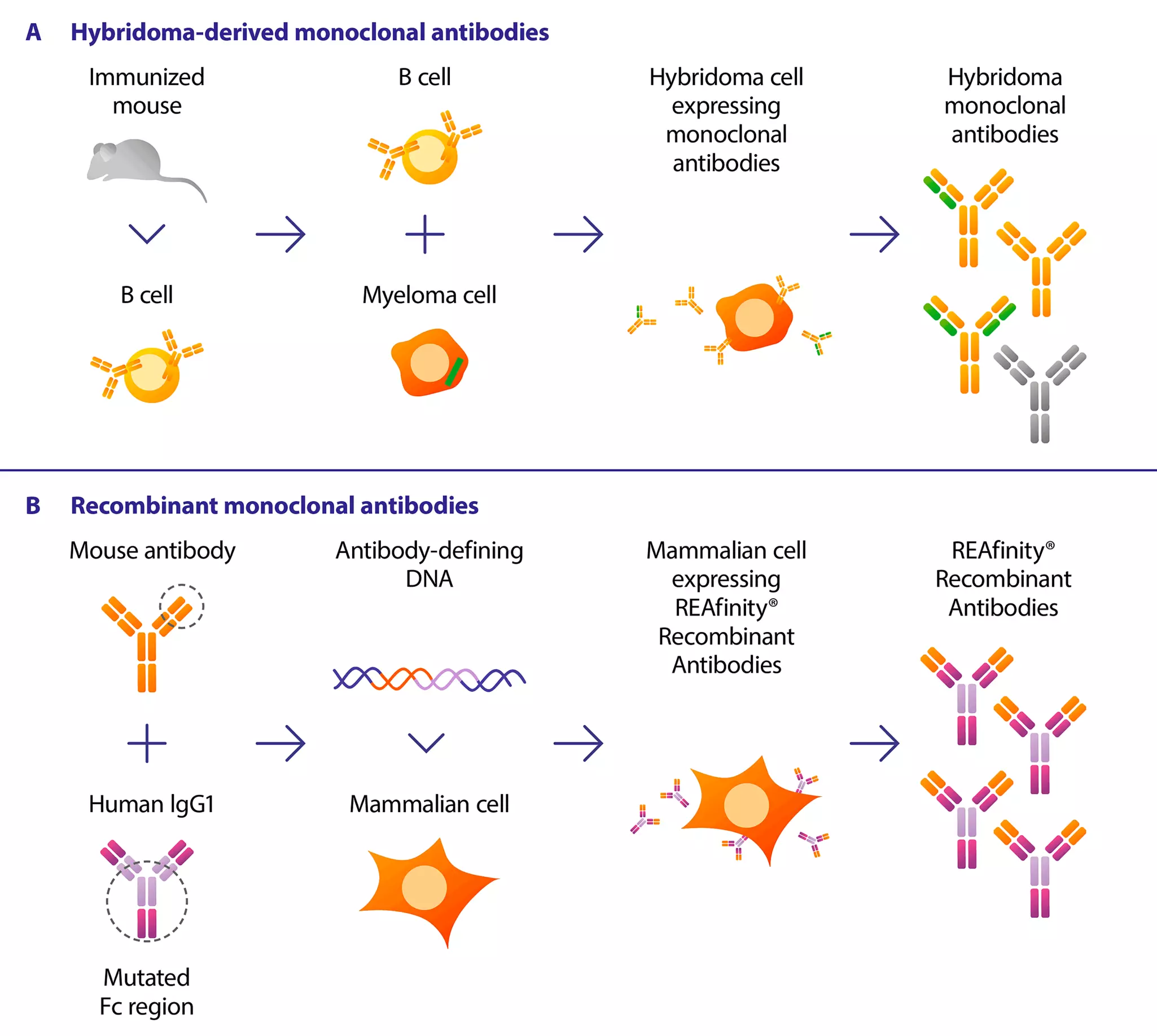 Recombinant Antibody Production | Miltenyi Biotec | Schweiz