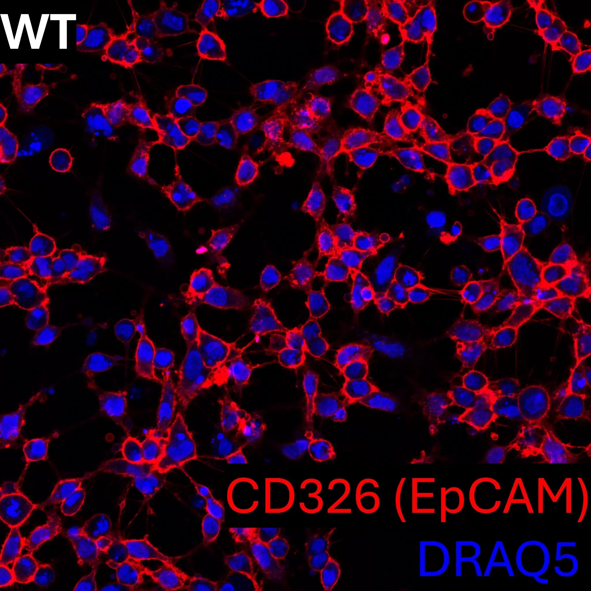 CD326 (EpCAM) Antibody, anti-human, REAdye_lease™ | Miltenyi Biotec | India