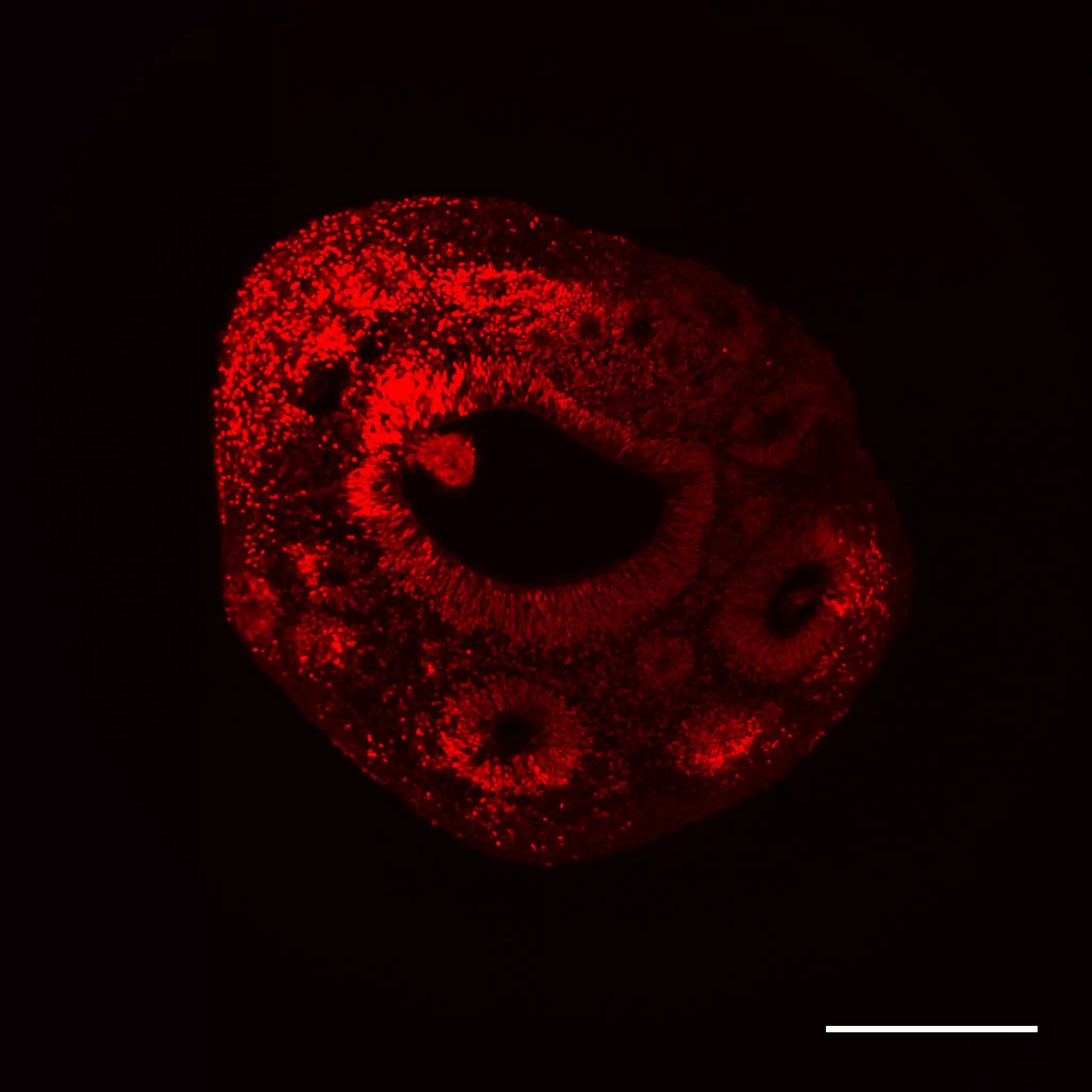 PAX-6 Antibody, anti-human, REAfinity™ | Miltenyi Biotec | USA