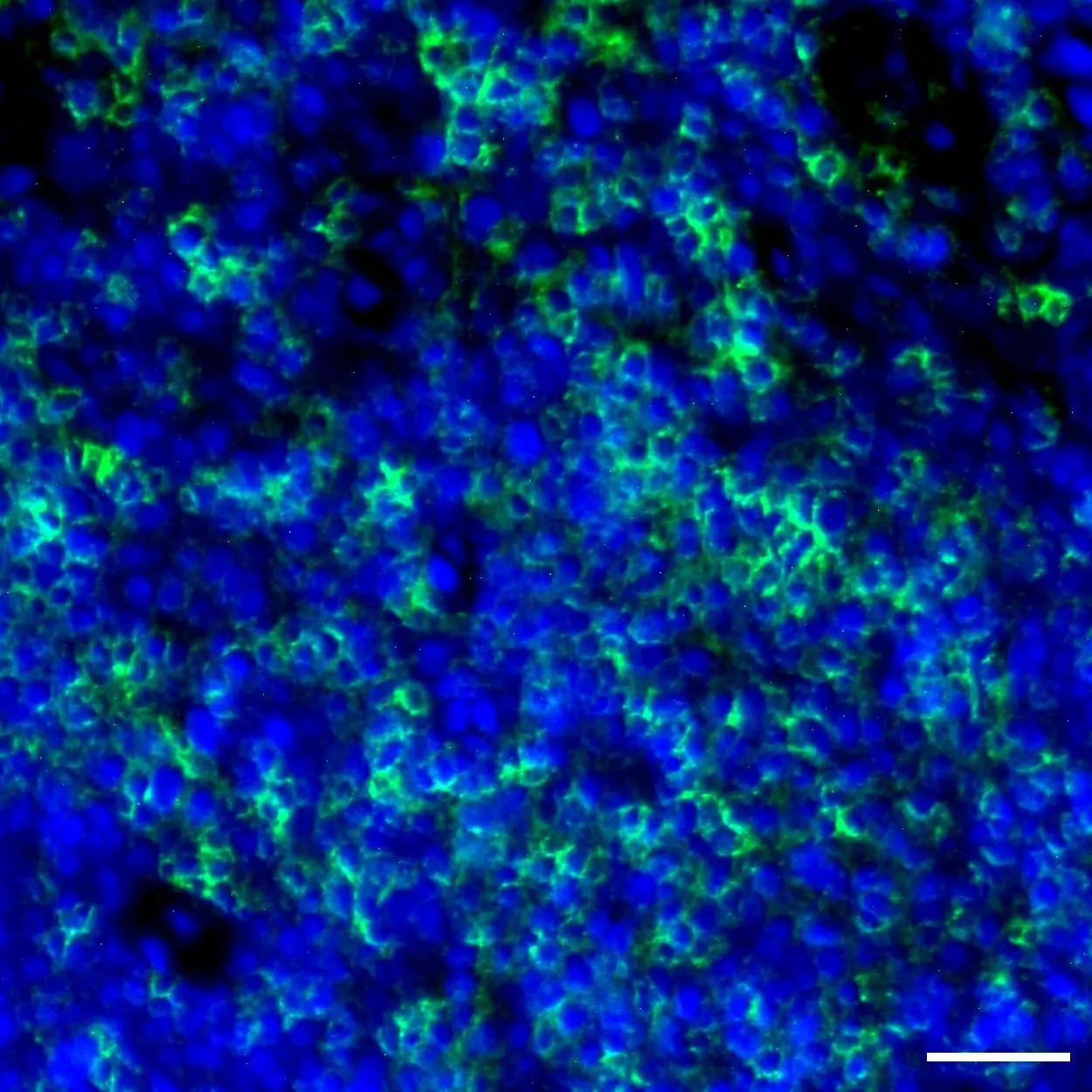 CD4 Antibody, anti-human | Miltenyi Biotec | USA