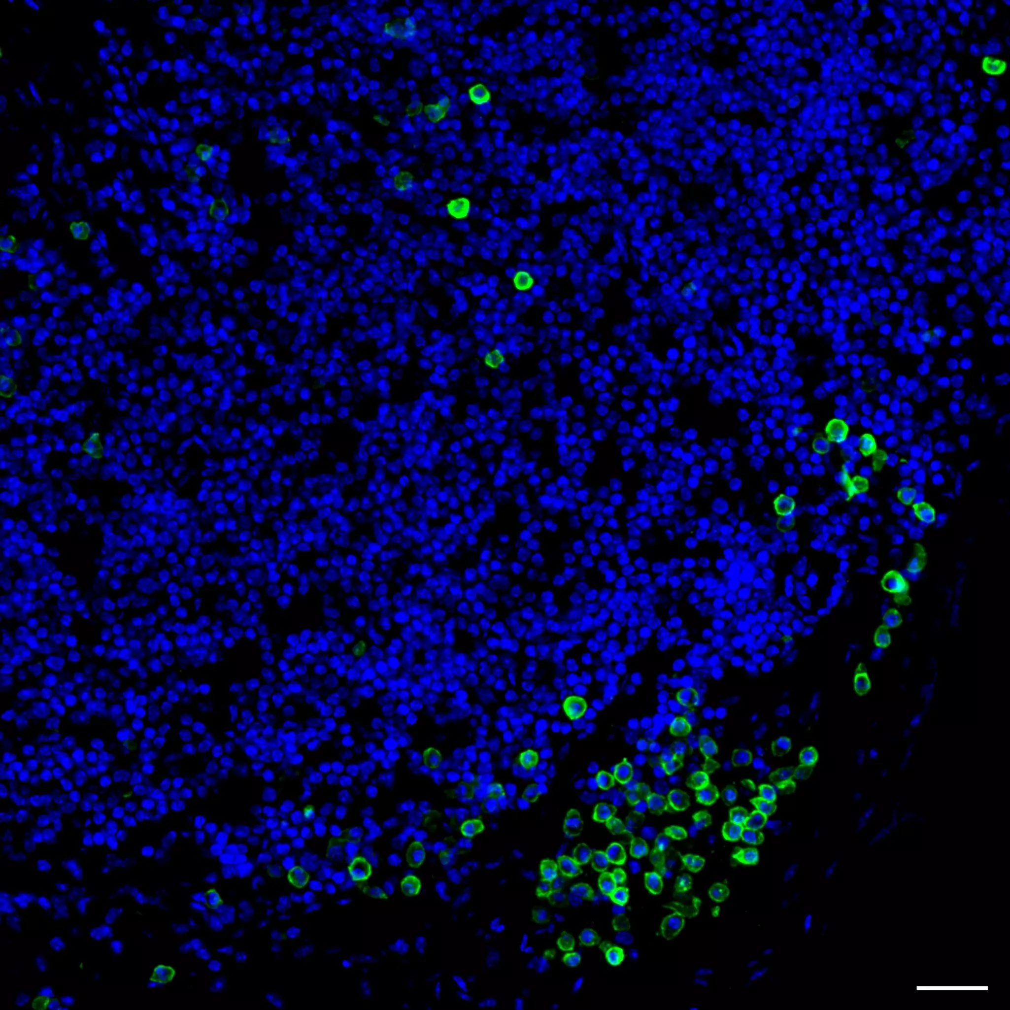 CD138 Antibody, anti-mouse, REAfinity™ | Miltenyi Biotec | USA