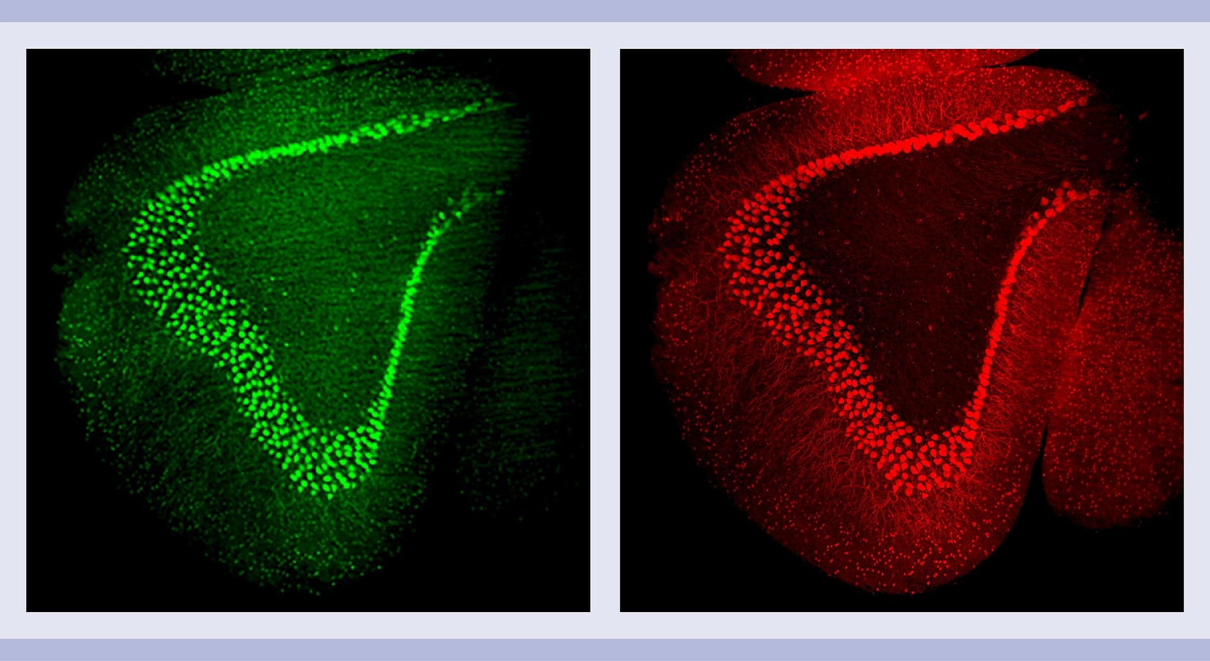 Sample Clearing Light Sheet Microscopy Miltenyi Biotec Schweiz