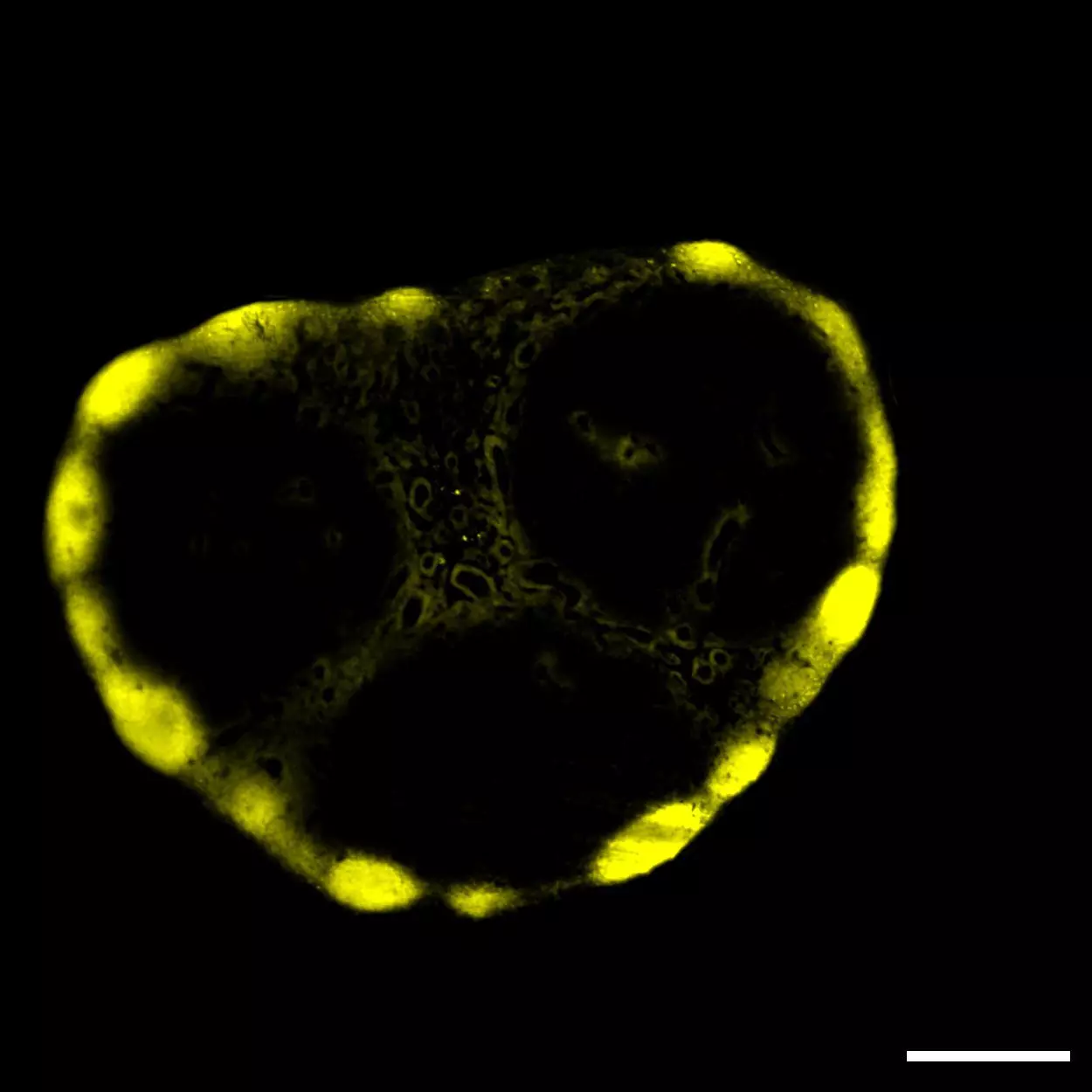 CD45R (B220) Antibody, anti-mouse, REAfinity™ | Miltenyi
