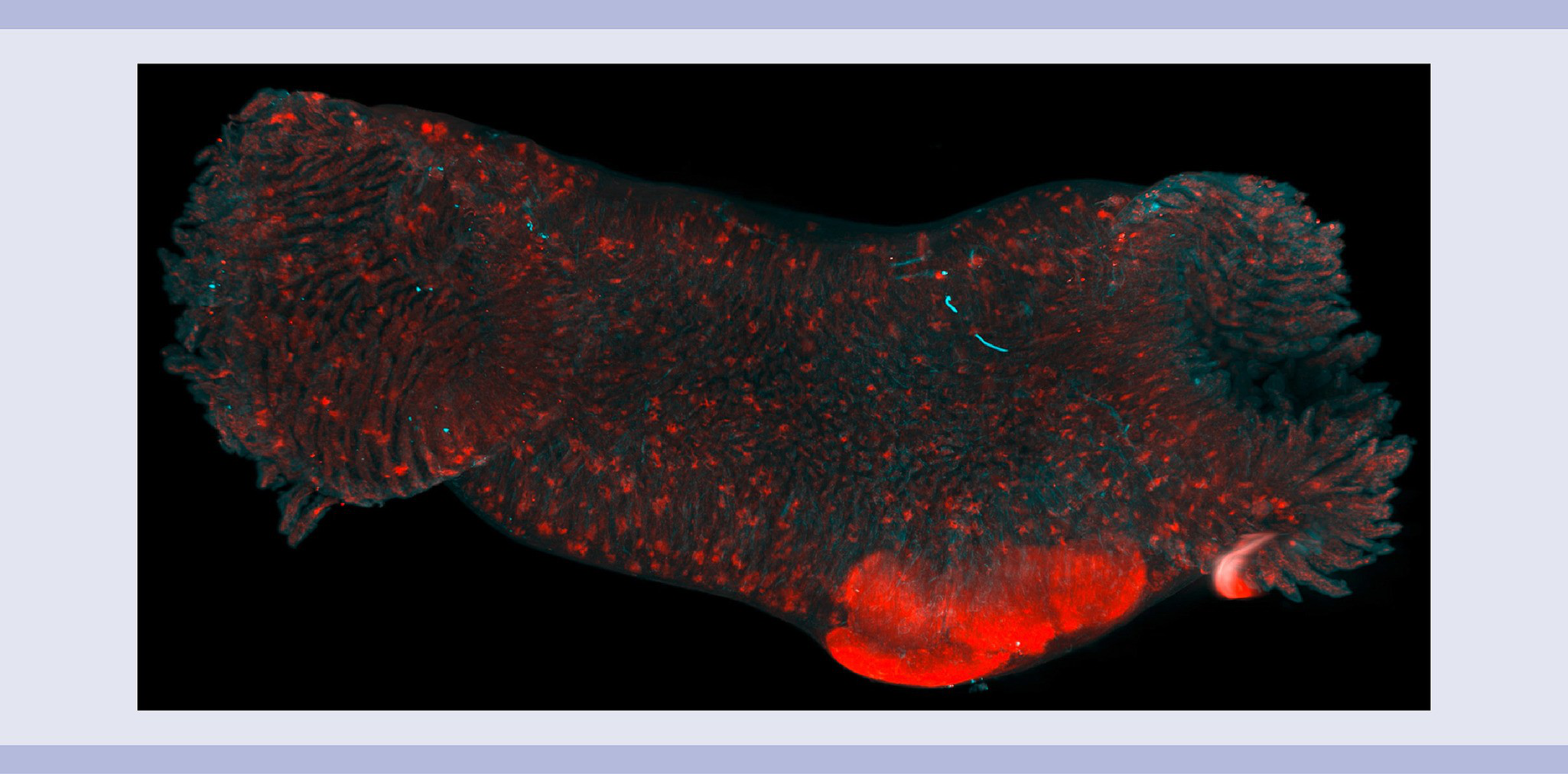 Light sheet microscopy | Miltenyi Biotec | 中国