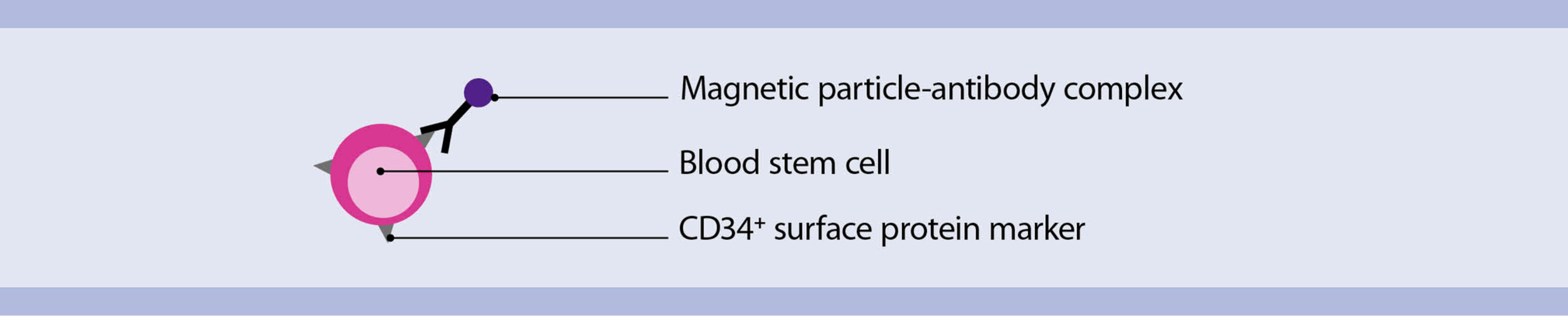 What is GvHD? | Miltenyi Biotec | 대한민국