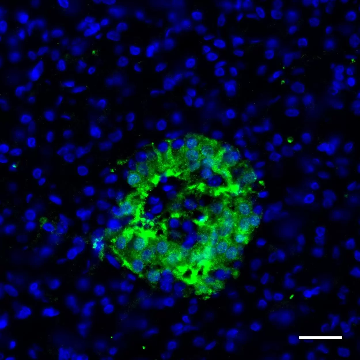 PGP9.5 (UCH-L1) Antibody, anti-human, REAdye_lease™ | Miltenyi Biotec | USA