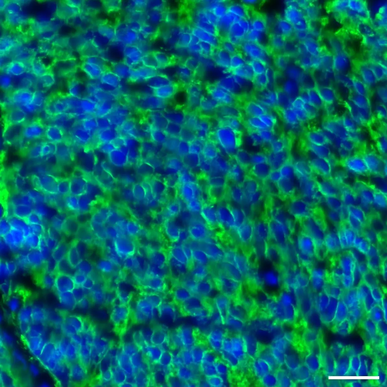 madoroo_n 専用ページ APC Mouse Anti-Human CD326 (EpCAM)