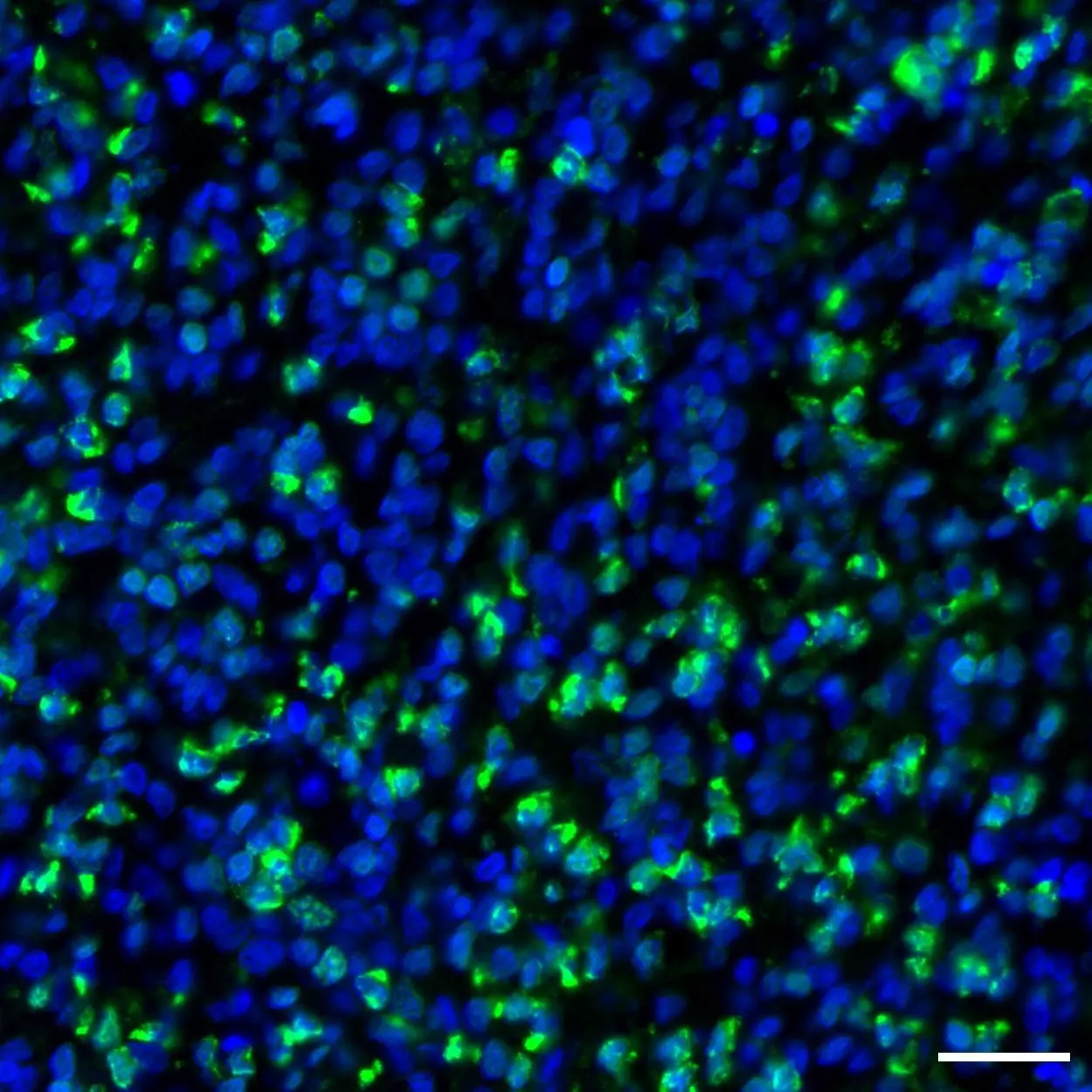 CD66c Antibody, anti-human, REAfinity™ | Miltenyi Biotec | USA
