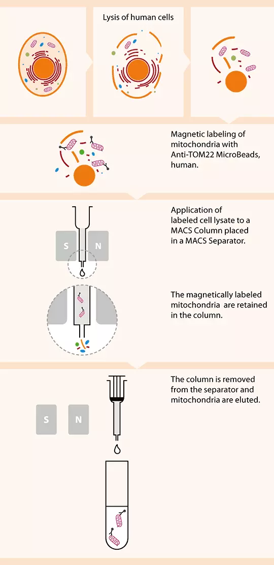 Mitochondria Isolation Kit, human Miltenyi Biotec USA