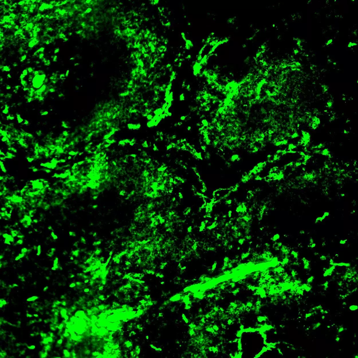 Sca-1 Antibody, anti-mouse, REAfinity™ | Recombinant antibodies 