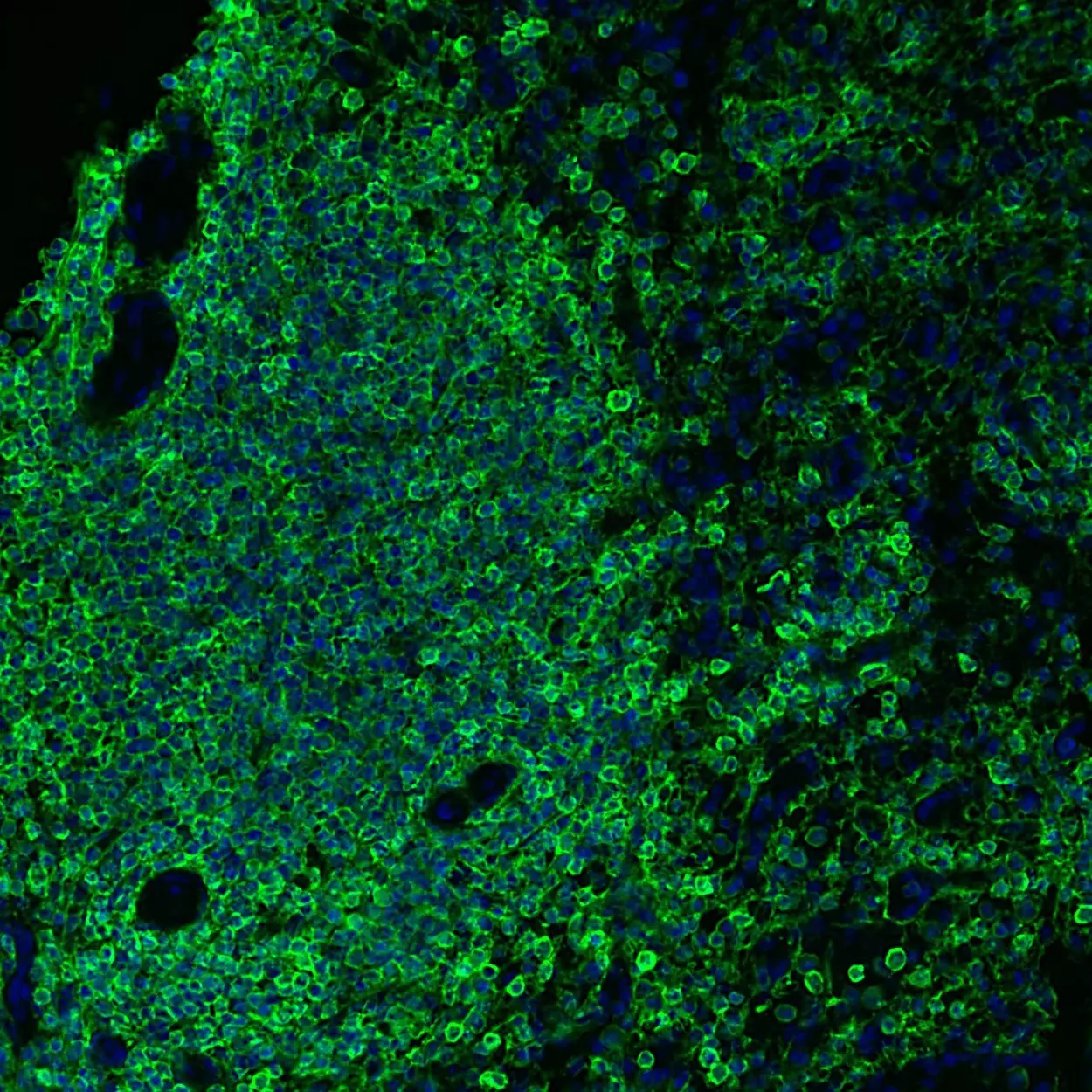 CD44 Antibody, anti-human, REAfinity™ | Miltenyi Biotec | USA