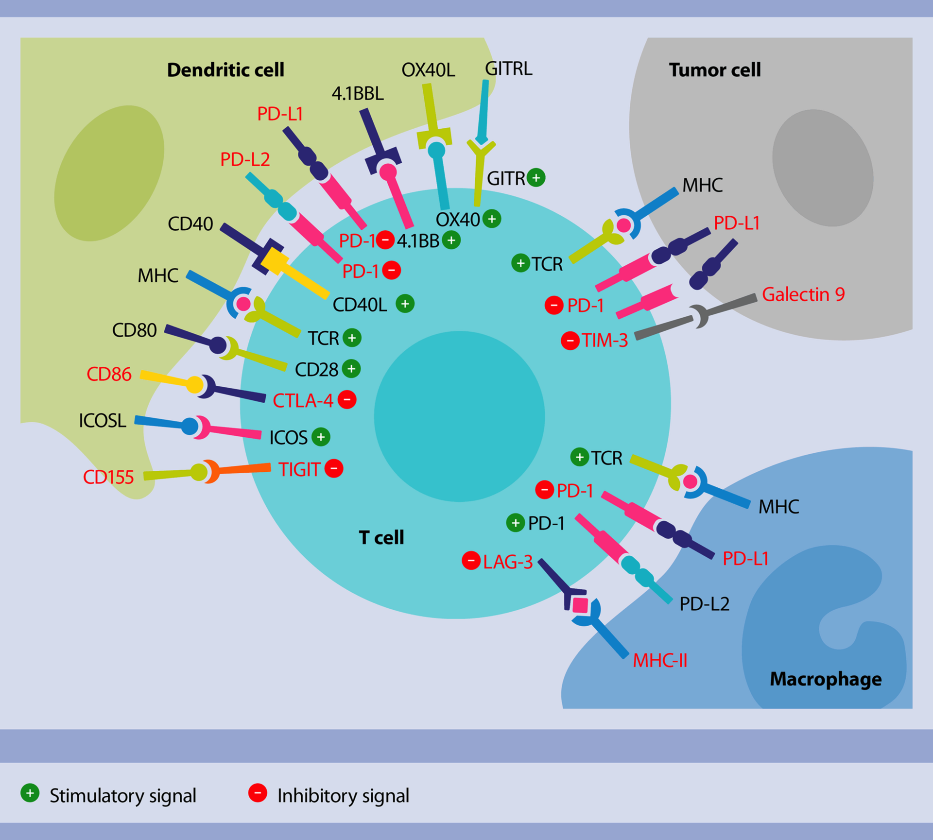 CTLA4 as Immunological Checkpoint in the Development of Multiple