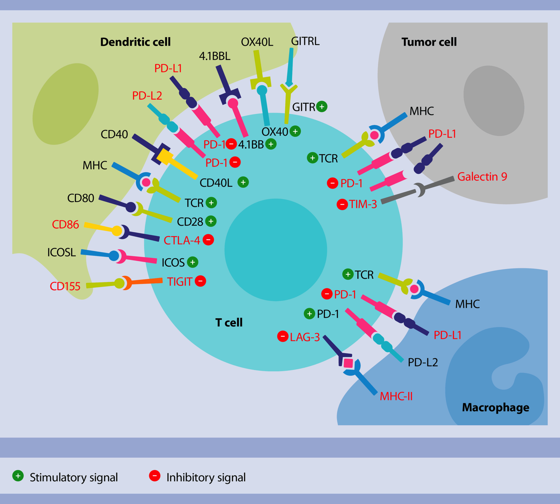 Hypothesis Of The Mechanism Of Action Of Immune Checkpoint Inhibitors ...