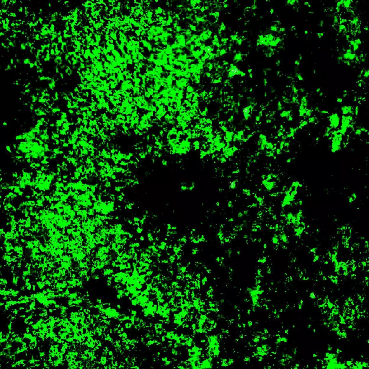 IgG Antibody, antihuman Miltenyi Biotec USA