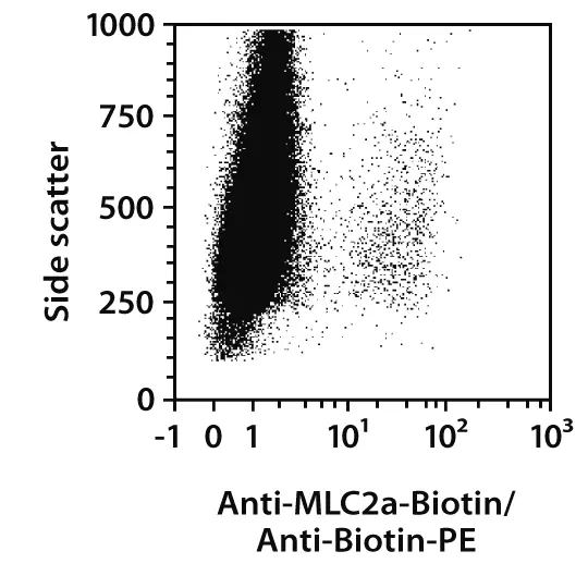 MLC2a Antibody, anti-human/mouse/rat, REAfinity™ | Miltenyi Biotec | USA