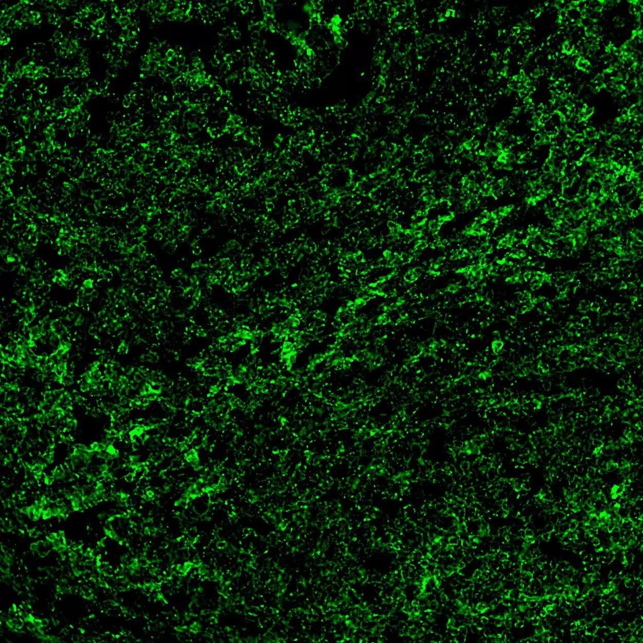 蓄光ヒドラソフビ CD107a (LAMP-1) Antibody, anti-human | Miltenyi Biotec | USA