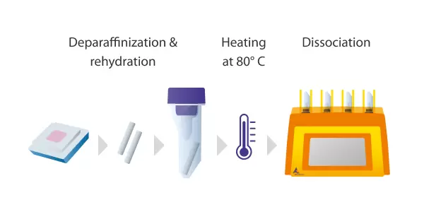 FFPE Tissue Dissociation Kit | Workflow | Applications | Miltenyi ...