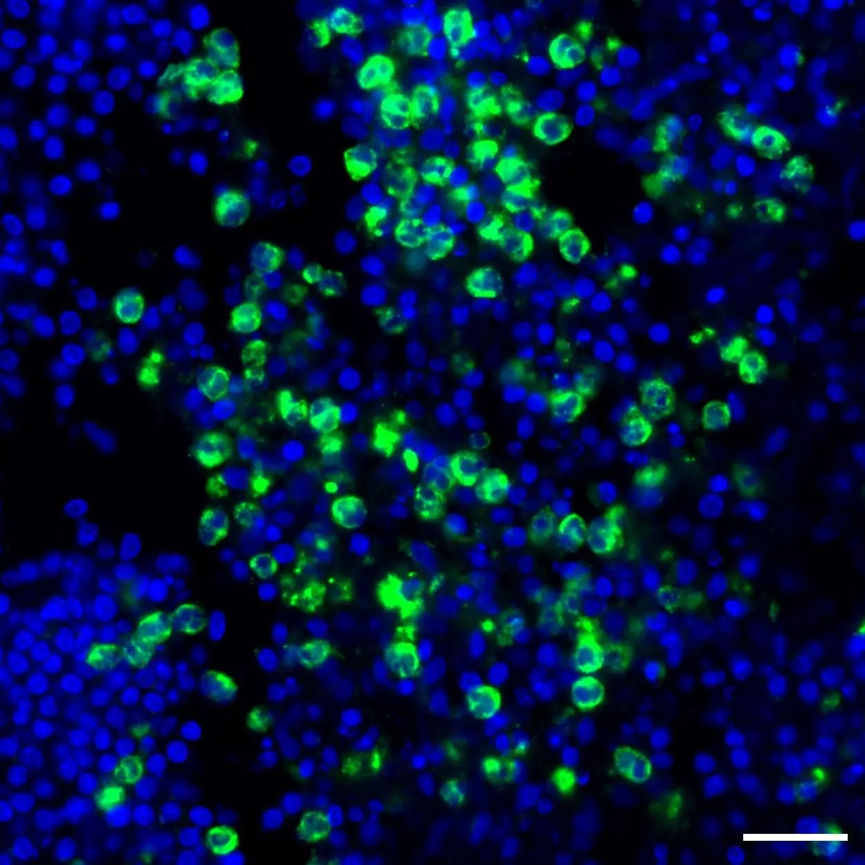 CD66c Antibody, anti-human, REAfinity™ | Miltenyi Biotec | USA
