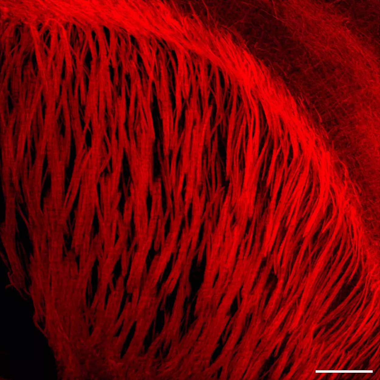 REA Control Antibody (I), human IgG1, REAfinity™ | Miltenyi Biotec 
