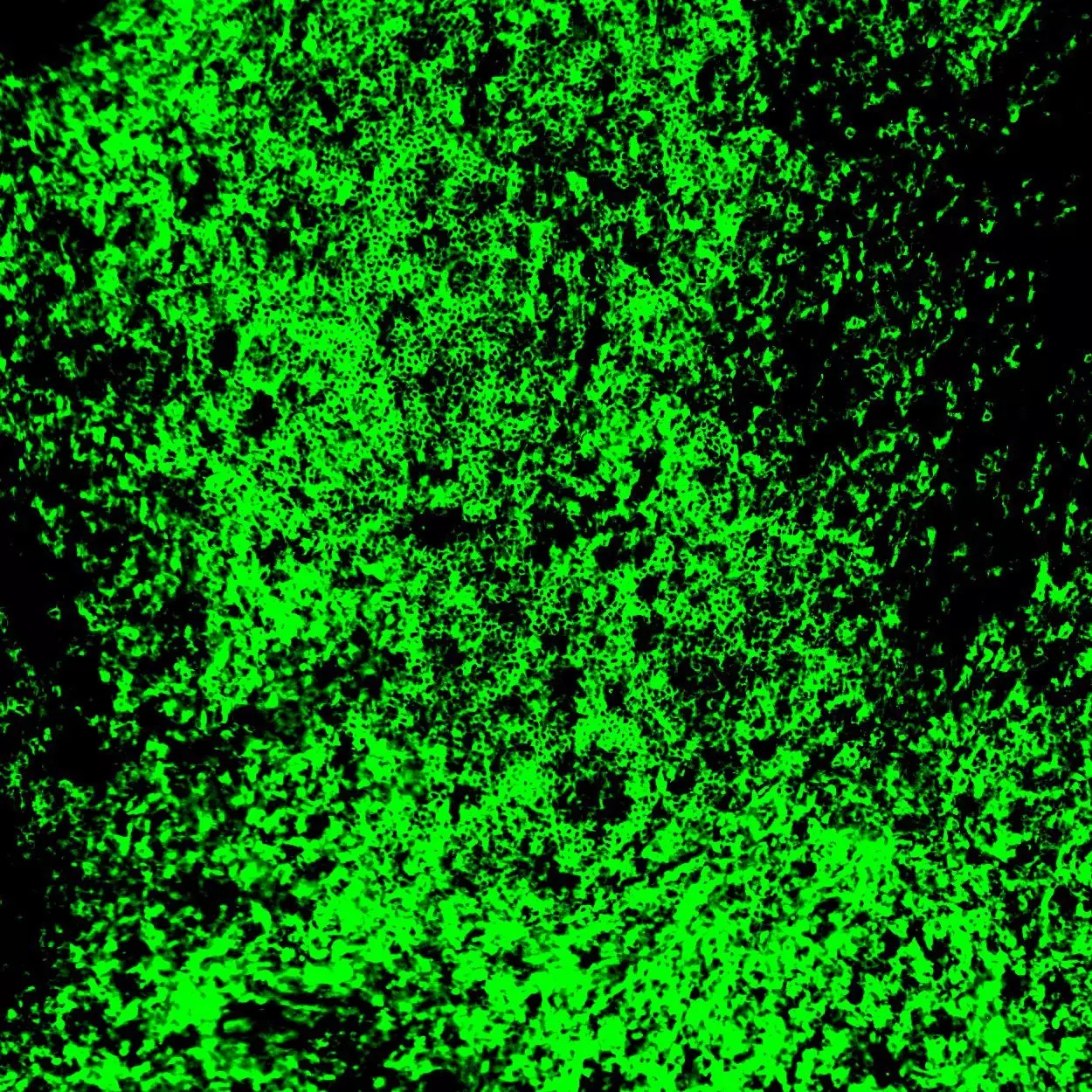 Cd305 (lair-1) Antibody, Anti-human, Reafinity™ 