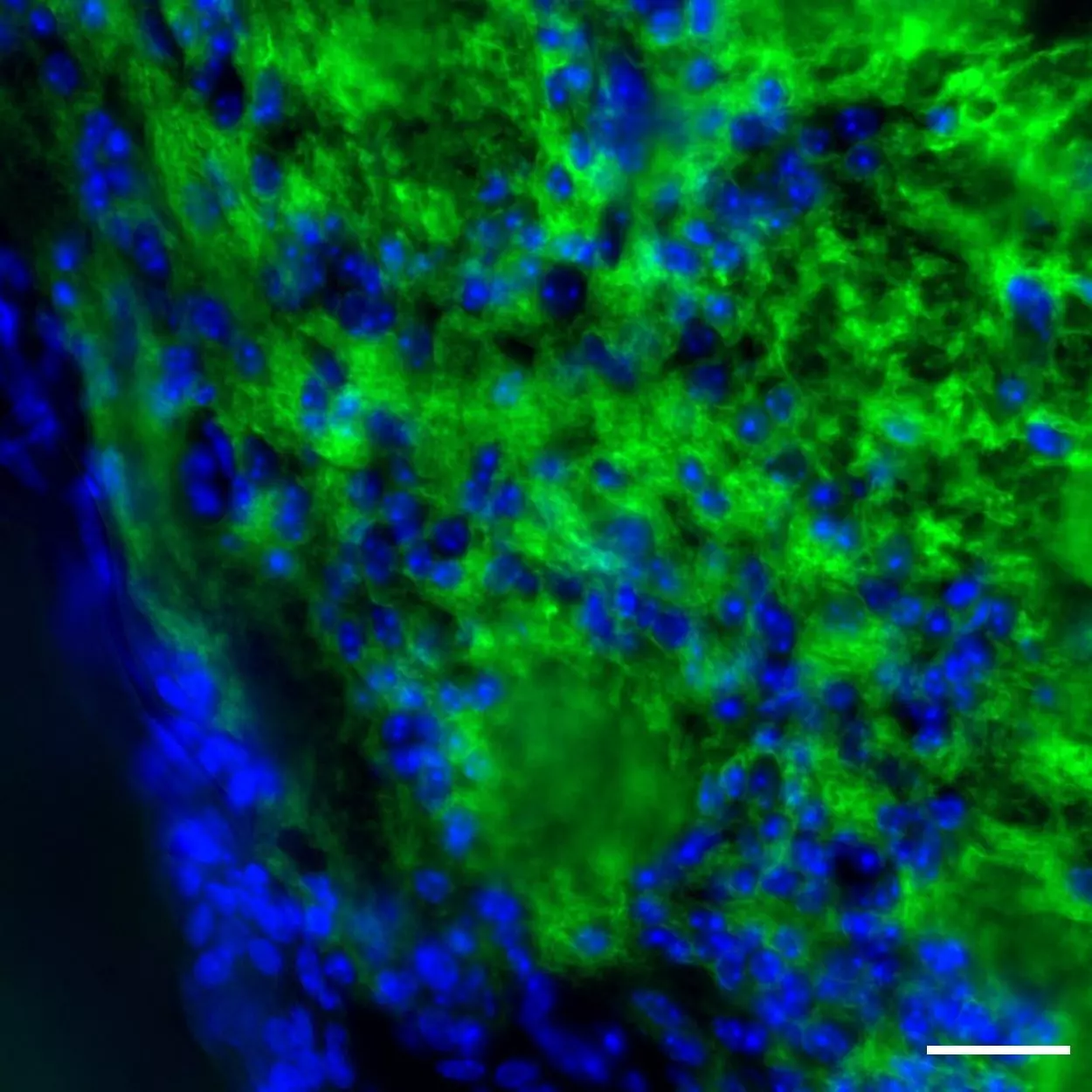 PLP Antibody, Anti-human/mouse/rat, REAfinity™ | Miltenyi Biotec | USA