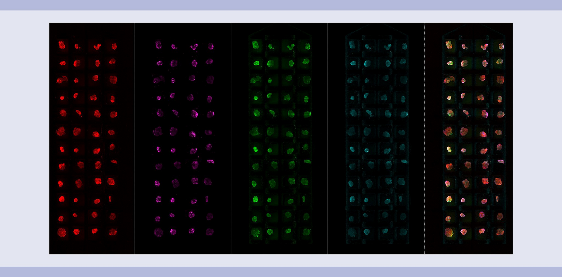 Light sheet microscopy | Miltenyi Biotec | USA